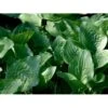 Funkia 'Royal Standard' Hosta Hybrid 'Royal Standard' 1 Liter Potte -Osmo Salgsbutik mi12194 hosta royal standard ab2e