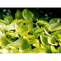 Funkia 'Sum And Substance' Hosta Hybrid 'Sum And Substance' 1 Liter Potte -Osmo Salgsbutik mi12208 hosta sum and substance 61a6