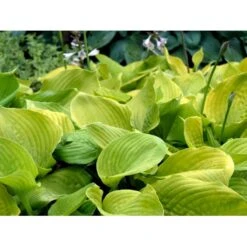 Funkia 'Sum And Substance' Hosta Hybrid 'Sum And Substance' 1 Liter Potte -Osmo Salgsbutik mi12208 hosta sum and substance 7a78