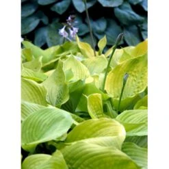 Funkia 'Sum And Substance' Hosta Hybrid 'Sum And Substance' 1 Liter Potte -Osmo Salgsbutik mi12208 hosta sum and substance c8d2