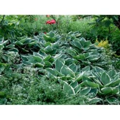 Funkia 'Francee' Hosta Fortunei 'Francee' 1 Liter Potte -Osmo Salgsbutik mi1220 hosta fortunei francee 11a7
