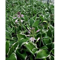 Funkia 'Francee' Hosta Fortunei 'Francee' 1 Liter Potte -Osmo Salgsbutik mi1220 hosta fortunei francee 3cd8
