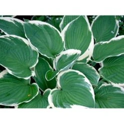 Funkia 'Francee' Hosta Fortunei 'Francee' 1 Liter Potte -Osmo Salgsbutik mi1220 hosta fortunei francee 5aad