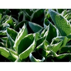 Funkia 'Francee' Hosta Fortunei 'Francee' 1 Liter Potte -Osmo Salgsbutik mi1220 hosta fortunei francee 5c8d