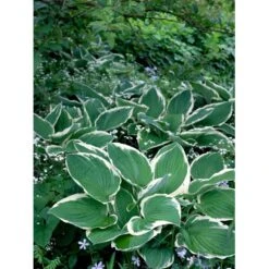 Funkia 'Francee' Hosta Fortunei 'Francee' 1 Liter Potte -Osmo Salgsbutik mi1220 hosta fortunei francee b332