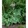 Funkia 'Francee' Hosta Fortunei 'Francee' 1 Liter Potte -Osmo Salgsbutik mi1220 hosta fortunei francee cff4