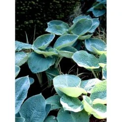 Funkia 'Big Daddy' Hosta Hybrid 'Big Daddy' 1 Liter Potte -Osmo Salgsbutik mi1225 hosta big daddy c3b1