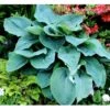 Funkia 'Big Daddy' Hosta Hybrid 'Big Daddy' 1 Liter Potte -Osmo Salgsbutik mi1225 hosta big daddy ed58