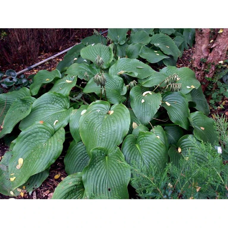 Von Siebold's Funkia Hosta Sieboldiana 1 Liter Potte 3 Von Siebold's Funkia Hosta Sieboldiana 1 Liter Potte