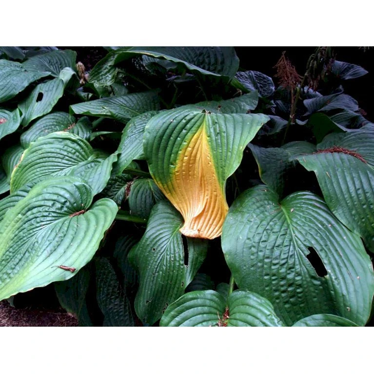 Von Siebold's Funkia Hosta Sieboldiana 1 Liter Potte 5 Von Siebold's Funkia Hosta Sieboldiana 1 Liter Potte - Billede 3