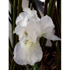 Haveiris 'Immortality' Iris Germanica 'Immortality' 1 Liter Potte -Osmo Salgsbutik mi12336 iris immortality 7b18