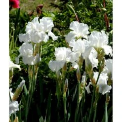 Haveiris 'Immortality' Iris Germanica 'Immortality' 1 Liter Potte -Osmo Salgsbutik mi12336 iris immortality 97fa