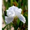 Haveiris 'Immortality' Iris Germanica 'Immortality' 1 Liter Potte -Osmo Salgsbutik mi12336 iris immortality d29a