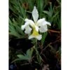 Dværgiris Iris 'Lilli White' 1 Liter Potte 2 Dværgiris Iris 'Lilli White' 1 Liter Potte -Osmo Salgsbutik mi12347 iris lilli white 68d0