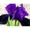 Dværg-Iris Iris Pumila 'Little Shadow' 1 Liter Potte -Osmo Salgsbutik mi12348 iris little shadow 3d7c