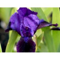 Dværg-Iris Iris Pumila 'Little Shadow' 1 Liter Potte -Osmo Salgsbutik mi12348 iris little shadow 9b1f