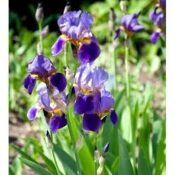 Haveiris 'Superstition' Iris Germanica 'Superstition' 1 Liter Potte -Osmo Salgsbutik mi12397 iris superstition 32fc