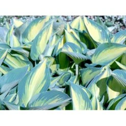 Hosta 'June' Hosta Tardiana 'June' Potte 2 Liter.
