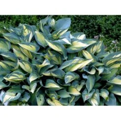 Hosta 'June' Hosta Tardiana 'June' Potte 2 Liter. 7 Hosta 'June' Hosta Tardiana 'June' Potte 2 Liter. -Osmo Salgsbutik mi1239 hosta tardiana june ad85