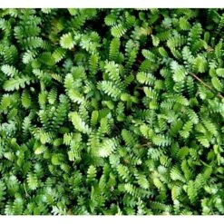 Trædebregne Minima Leptinella (cotula) Minima 10 Cm. Potte -Osmo Salgsbutik mi12490 leptinella minima cotula minima 6c5a