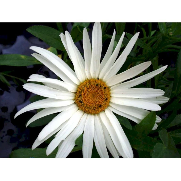 Kæmpemargarit 'Alaska' Leucanthemum Superba 'Alaska' 1 Liter Potte 6 Kæmpemargarit 'Alaska' Leucanthemum Superba 'Alaska' 1 Liter Potte - Billede 4