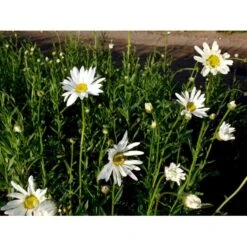 Kæmpemargarit 'Alaska' Leucanthemum Superba 'Alaska' 1 Liter Potte 8 Kæmpemargarit 'Alaska' Leucanthemum Superba 'Alaska' 1 Liter Potte -Osmo Salgsbutik mi12497 leucanthemum alaska ebce