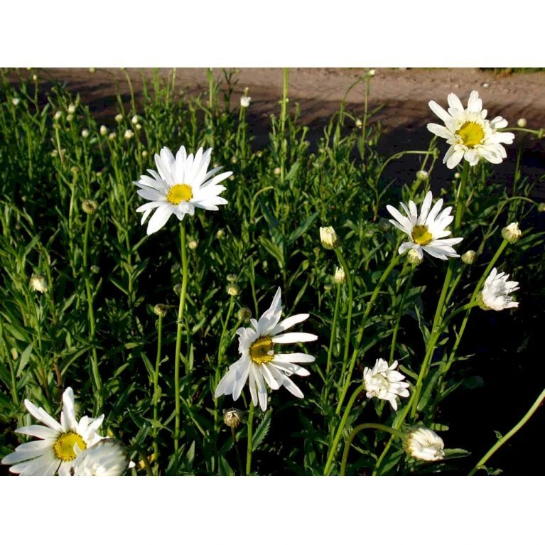 Kæmpemargarit 'Alaska' Leucanthemum Superba 'Alaska' 1 Liter Potte 5 Kæmpemargarit 'Alaska' Leucanthemum Superba 'Alaska' 1 Liter Potte - Billede 3