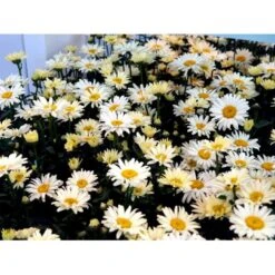 Kæmpemargerit 'Banana Cream' Leucanthemum 'Banana Cream' 1 Liter Potte -Osmo Salgsbutik mi12498 leucanthemum banana cream bb3c