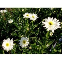 Kæmpemargerit 'Christine Hagemann' Leucanthemum Superbum 'Christine Hagemann' 1 Liter Potte -Osmo Salgsbutik mi12500 leucanthemum christine hagemann 7af8