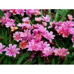 Lewisia 'Little Plum' Lewisia Longipetala 'Little Plum' 10 Cm. Potte -Osmo Salgsbutik mi12524 lewisia cotyledon little plum 5444
