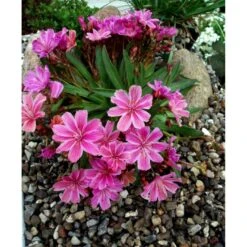 Lewisia 'Little Plum' Lewisia Longipetala 'Little Plum' 10 Cm. Potte -Osmo Salgsbutik mi12524 lewisia cotyledon little plum cfe5