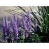 Japansk Skilla 'Moneymaker' Liriope Muscari 'Moneymaker' 1 Liter Potte -Osmo Salgsbutik mi12612 liriope muscari money maker 3e52