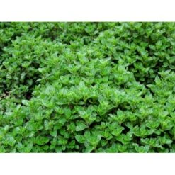 Eau De Colognemynte Mentha Rotundifolia 'Eau De Cologne' 1 Liter Potte 9 Eau De Colognemynte Mentha Rotundifolia 'Eau De Cologne' 1 Liter Potte -Osmo Salgsbutik mi12721 mentha rotundifolia eau de cologne 1f1c