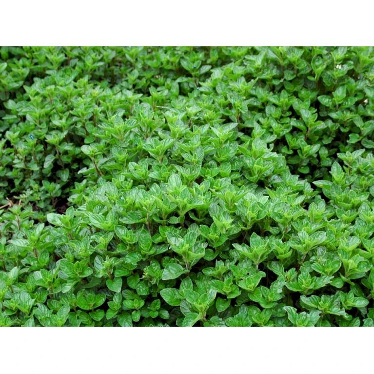 Eau De Colognemynte Mentha Rotundifolia 'Eau De Cologne' 1 Liter Potte 6 Eau De Colognemynte Mentha Rotundifolia 'Eau De Cologne' 1 Liter Potte - Billede 4