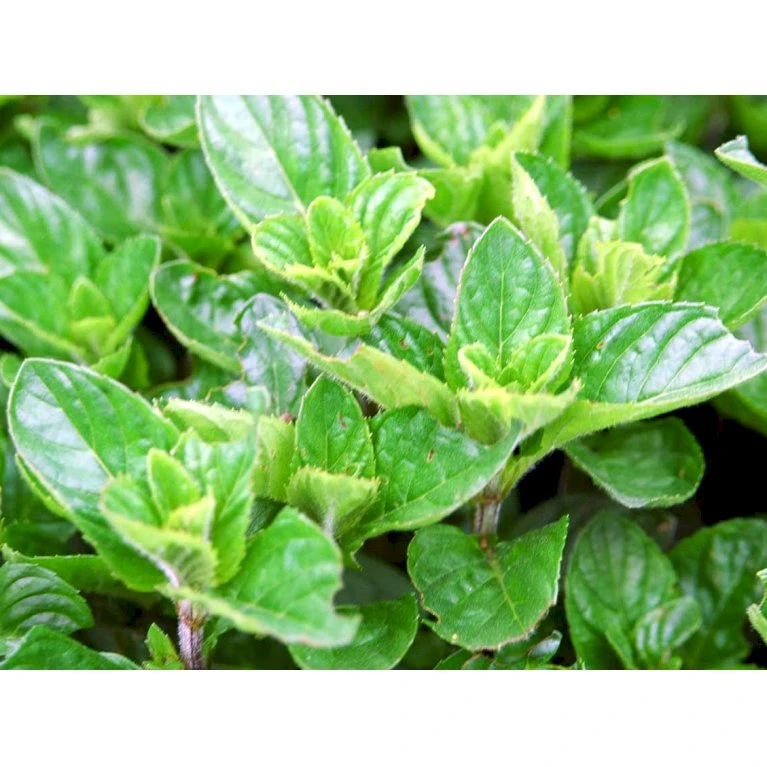 Eau De Colognemynte Mentha Rotundifolia 'Eau De Cologne' 1 Liter Potte 5 Eau De Colognemynte Mentha Rotundifolia 'Eau De Cologne' 1 Liter Potte - Billede 3