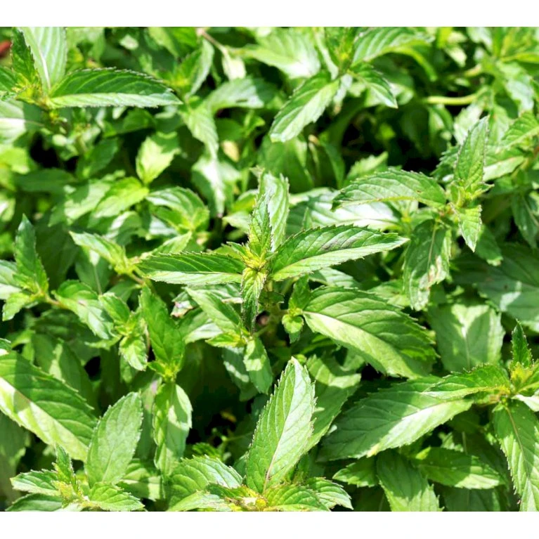 Eau De Colognemynte Mentha Rotundifolia 'Eau De Cologne' 1 Liter Potte 3 Eau De Colognemynte Mentha Rotundifolia 'Eau De Cologne' 1 Liter Potte