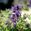 Almindelig Katteurt Nepeta Cataria Ssp. Citriodora 1 Liter Potte -Osmo Salgsbutik mi12805 nepeta cataria ssp citriodora 22db