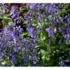 Sibirisk Blåkant Nepeta Sibirica 1 Liter Potte -Osmo Salgsbutik mi12818 nepeta sibirica 0740