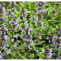 Sibirisk Blåkant Nepeta Sibirica 1 Liter Potte -Osmo Salgsbutik mi12818 nepeta sibirica 2ea8