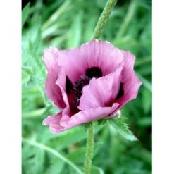 Kæmpevalmue 'Patty's Plum' Papaver 'Patty's Plum' 2 Liter Potte -Osmo Salgsbutik mi13012 papaver orientale patty s plum 2ffe