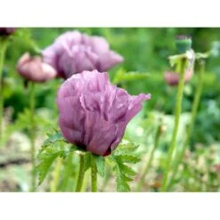 Kæmpevalmue 'Patty's Plum' Papaver 'Patty's Plum' 2 Liter Potte -Osmo Salgsbutik mi13012 papaver orientale patty s plum a6c3