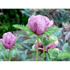 Kæmpevalmue 'Patty's Plum' Papaver 'Patty's Plum' 2 Liter Potte -Osmo Salgsbutik mi13012 papaver orientale patty s plum c449