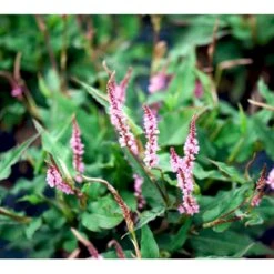 Pileurt Persicaria Ampl.'Pink Elephant' 1 Liter Potte 7 Pileurt Persicaria Ampl.'Pink Elephant' 1 Liter Potte -Osmo Salgsbutik mi13110 persicaria pink elephant r 4d51