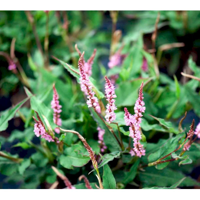 Pileurt Persicaria Ampl.'Pink Elephant' 1 Liter Potte 5 Pileurt Persicaria Ampl.'Pink Elephant' 1 Liter Potte - Billede 3