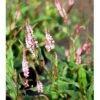 Pileurt Persicaria Ampl.'Pink Elephant' 1 Liter Potte -Osmo Salgsbutik mi13110 persicaria pink elephant r e847
