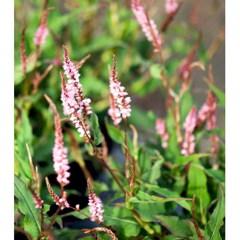 Pileurt Persicaria Ampl.'Pink Elephant' 1 Liter Potte 3 Pileurt Persicaria Ampl.'Pink Elephant' 1 Liter Potte