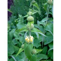 Løvehale Phlomis Russeliana 1 Liter Potte -Osmo Salgsbutik mi13131 phlomis russeliana 3f64