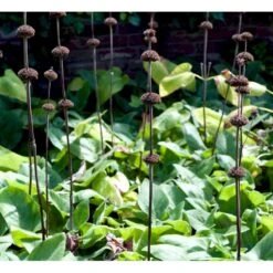 Løvehale Phlomis Russeliana 1 Liter Potte