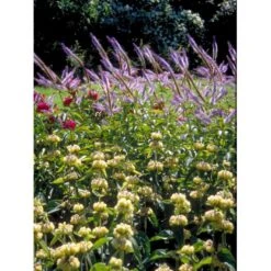 Løvehale Phlomis Russeliana 1 Liter Potte -Osmo Salgsbutik mi13131 phlomis russeliana b4a7
