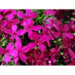 Pudefloks 'Crackerjack' Phlox Douglasii Hybrid 'Crackerjack' 10 Cm. Potte -Osmo Salgsbutik mi13144 phlox douglasii crackerjack dd4d